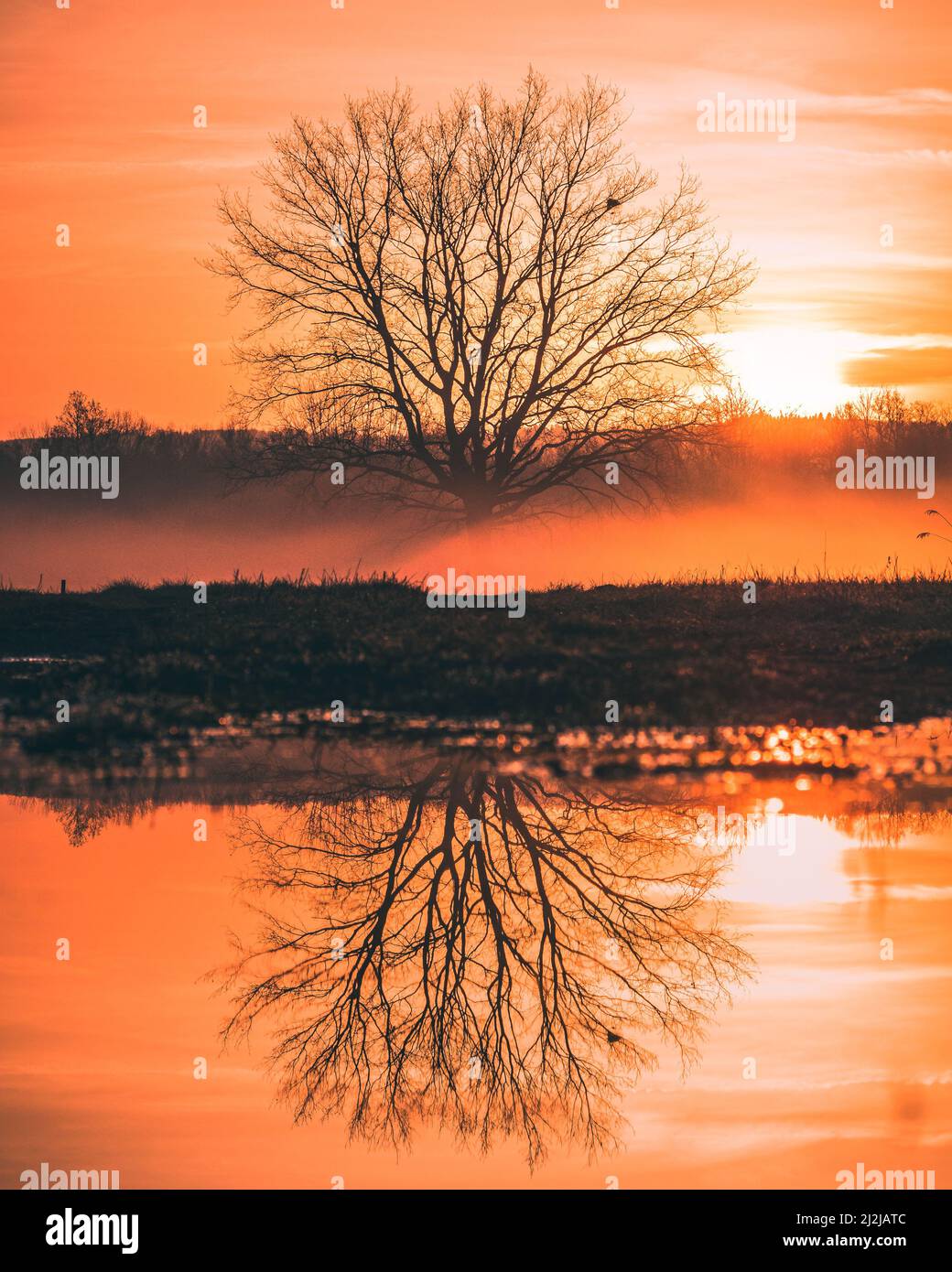 A silhouette of autumn tree in a field with sunset and reflection in ...