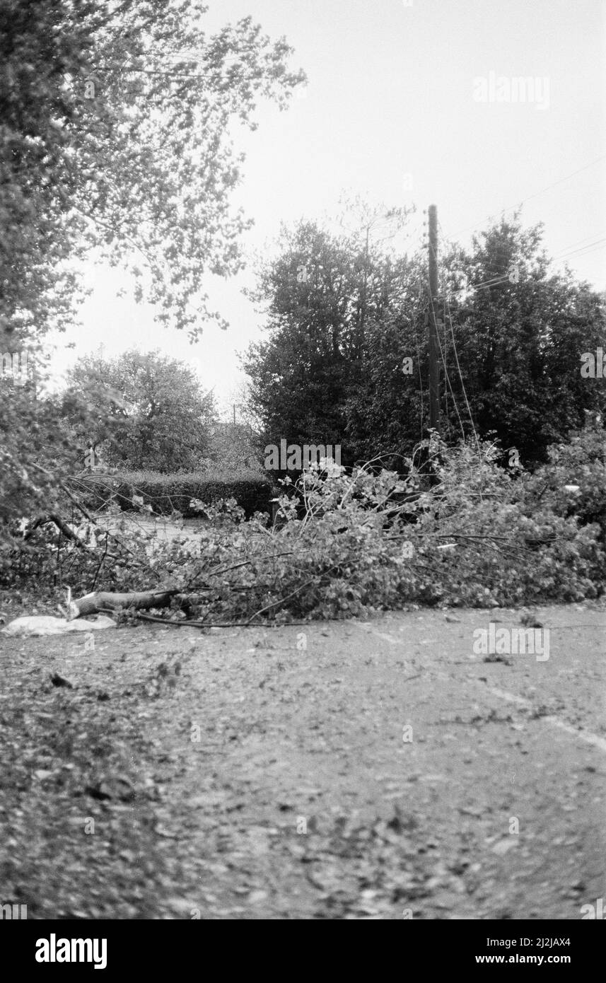 The Great Storm October 1987. Our Picture Shows . . . storm damage Chieveley, Berkshire, England, 16th October 1987.  The 1987 Great Storm occurred on the night of 15th and 16th October 1987. An unusually strong weather system caused winds to hit much of southern England and northern France. It was the worst storm to hit England since the Great Storm of 1703. Damage was estimated at UK 7.3 billion (Pounds); France 23 billion (Francs). Stock Photo