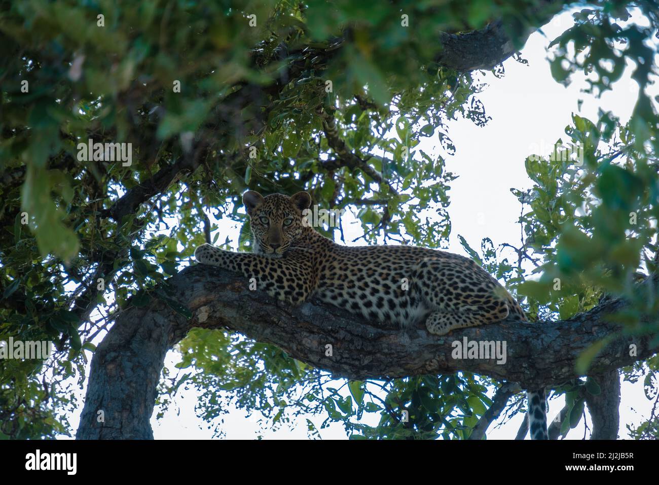 R Leopard Leopard during sunset in The Klaserie Private Nature Reserve part of ...