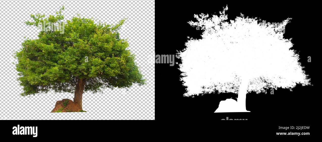 Tree on transparent background with clippings path and alpha channel ...