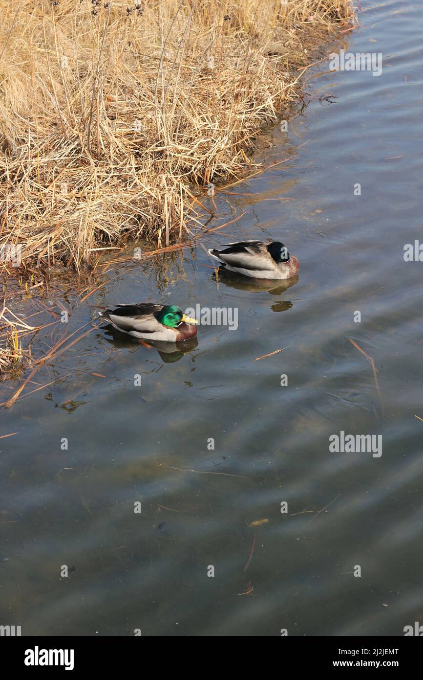 a-couple-of-wild-mallard-ducks-taking-their-time-swimming-about-the