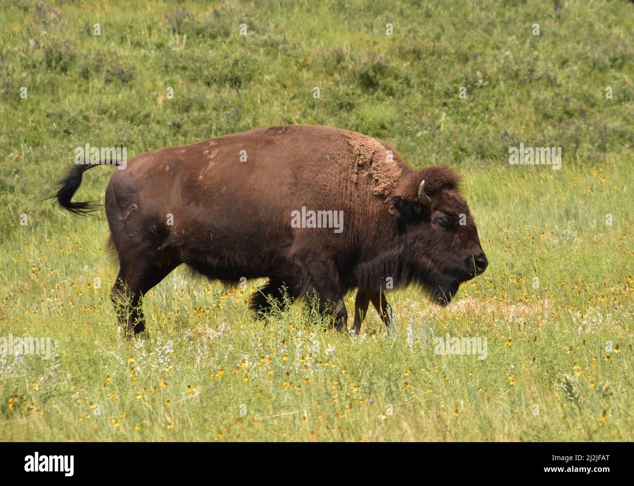 American bison roaming and meandering in a large meadow in North Dakota