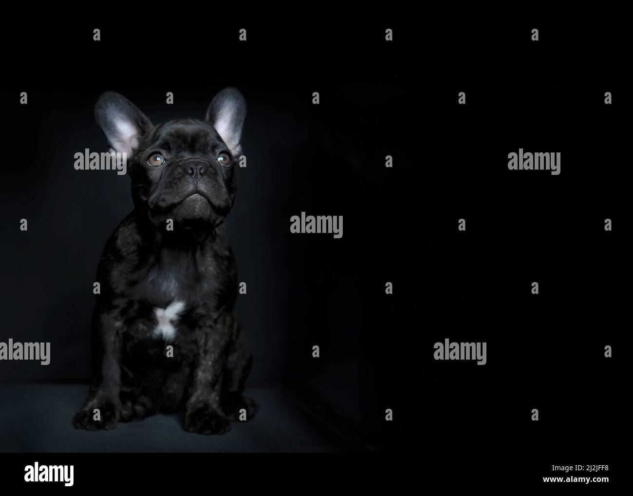 concept of unwanted or neglected puppy waiting to be homed   focus on the face  with sad eyes looking up isolated on a dark background copy space to r Stock Photo