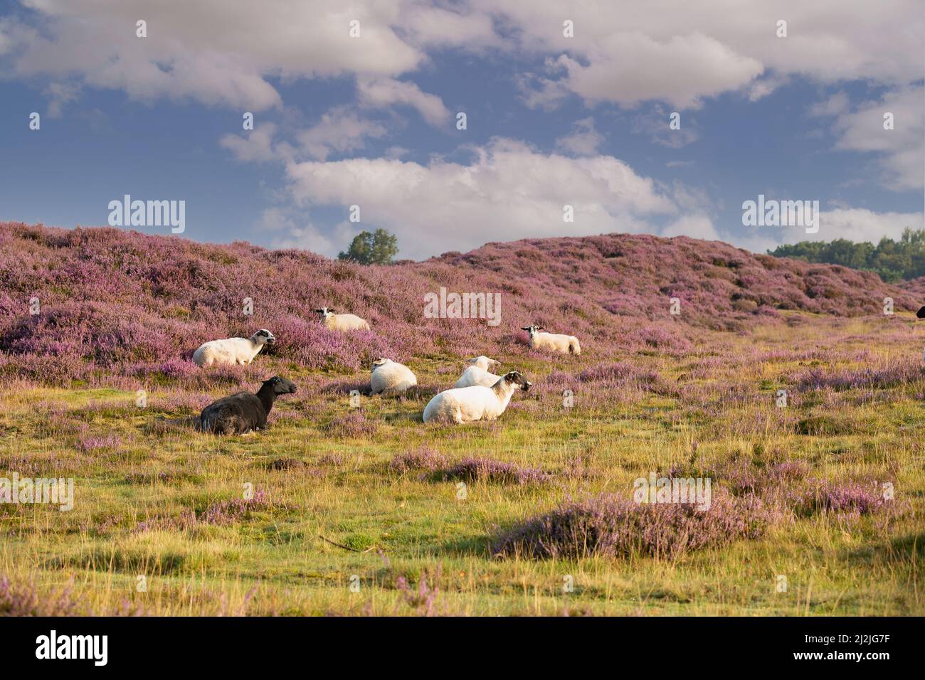 Landscape Gasterse Duinen near the village of Gasteren in the Dutch province of Drenthe with herd of sheep and fowering Heather plants, trees, grasses Stock Photo