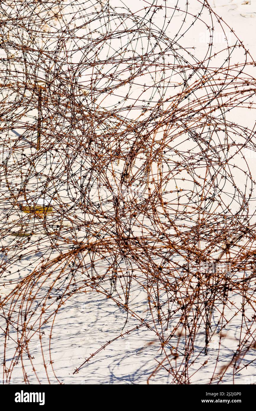 Brabwire Rusted Rusted WWII barbed wire fence, Leffrinckoucke, Nord, Hauts-de-France ...