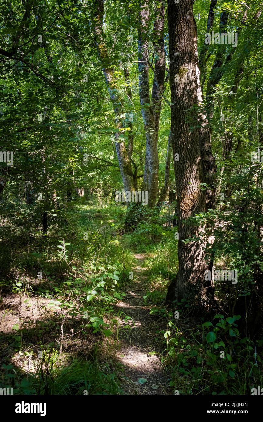 Summer photo of beautiful Ropotamo nature reserve in Bulgaria, Burgas province. Stock Photo