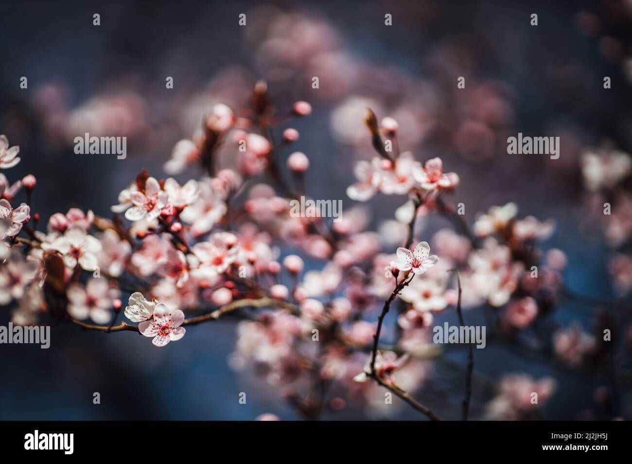 Closeup shot tree leaf hi-res stock photography and images - Alamy