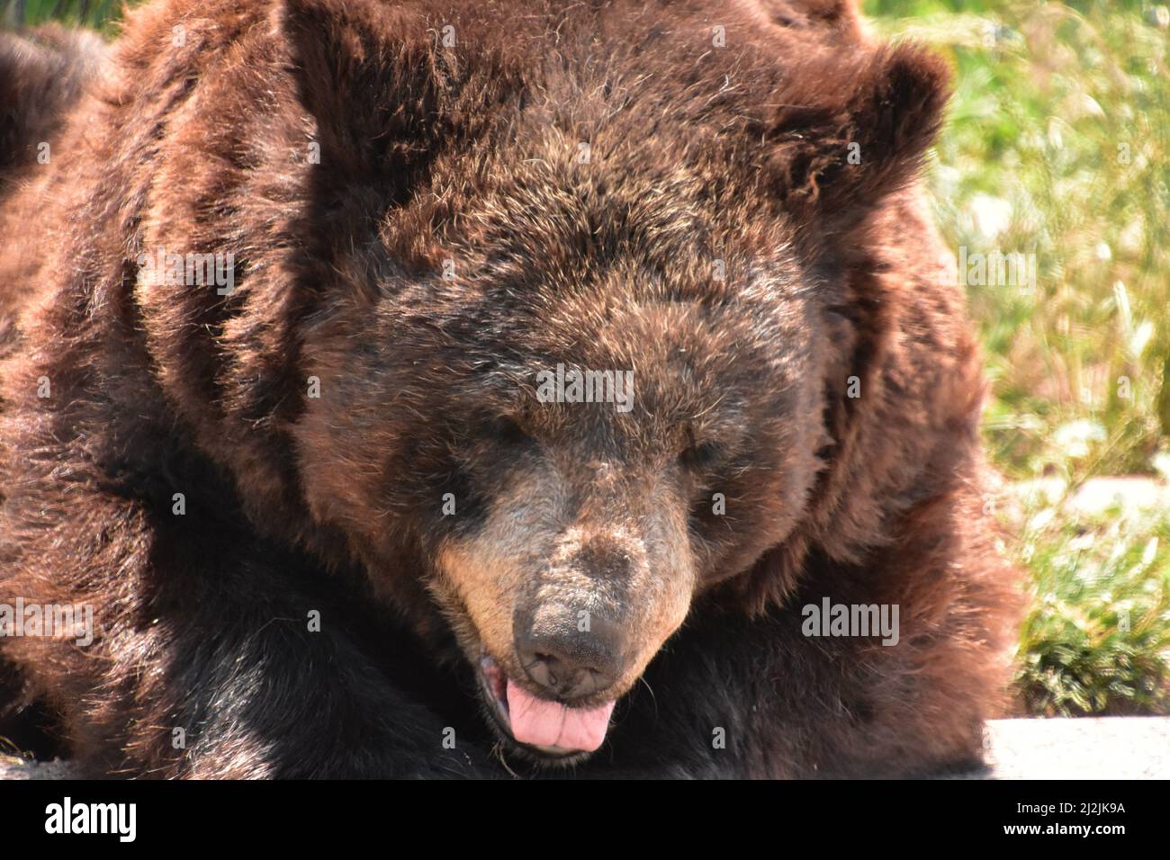 Large black bear with his tongue sticking out up close Stock Photo - Alamy