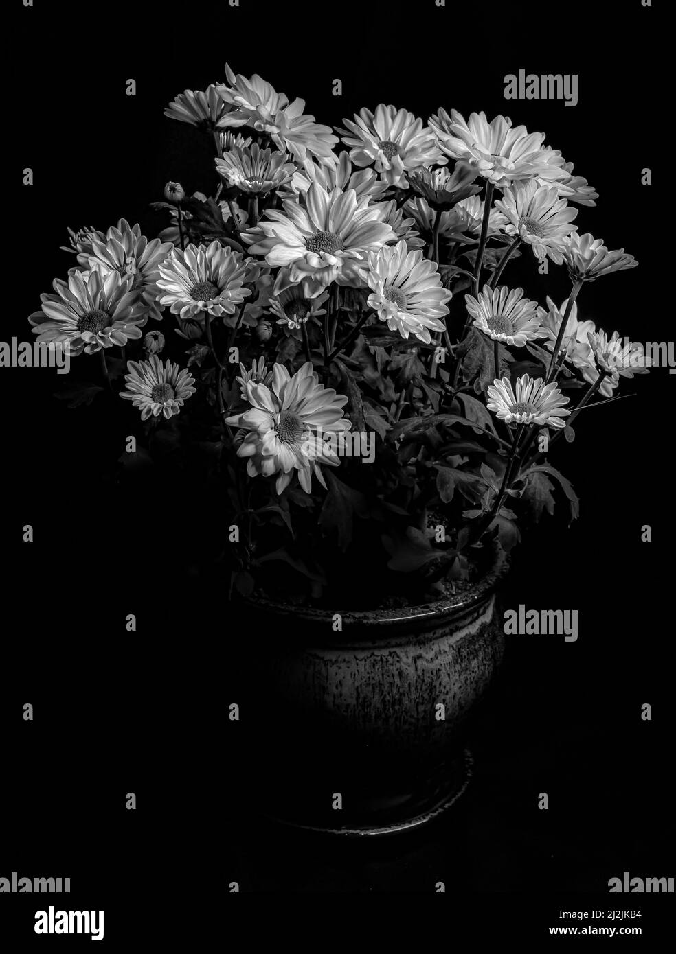 Flora y floral Black and White Stock Photos & Images - Alamy