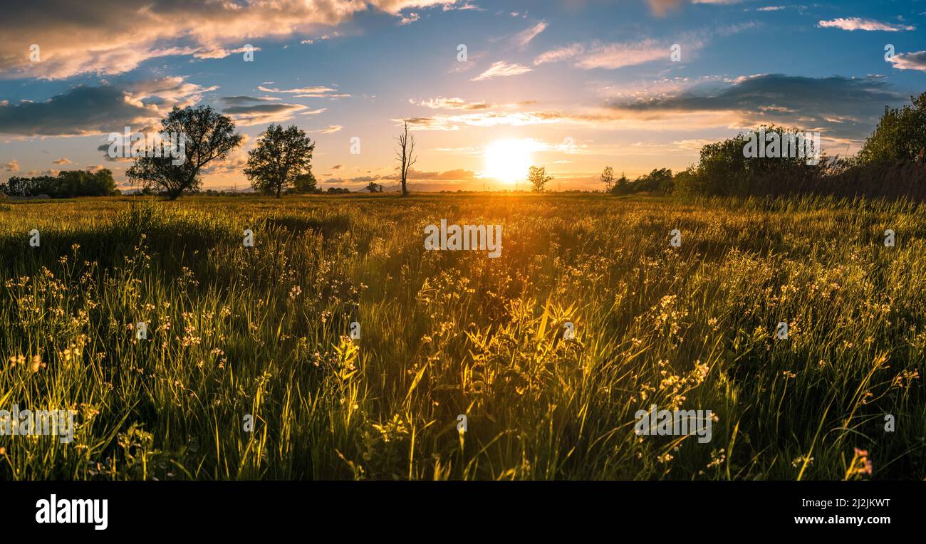 A beautiful landscape of green grass in a field on the sunset Stock Photo