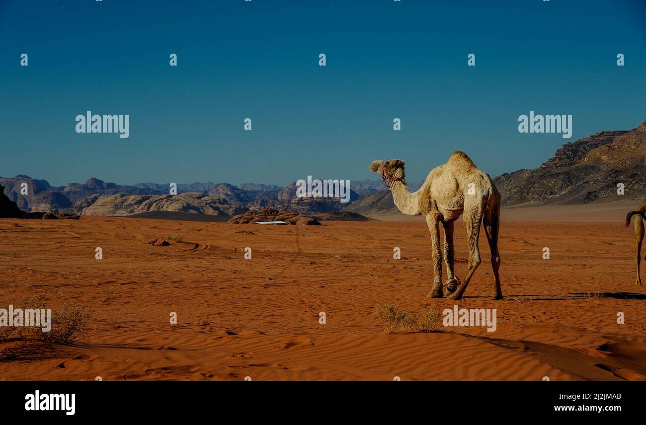Camels in Jordan Wadi Rum desert on red sand with baby and high ...