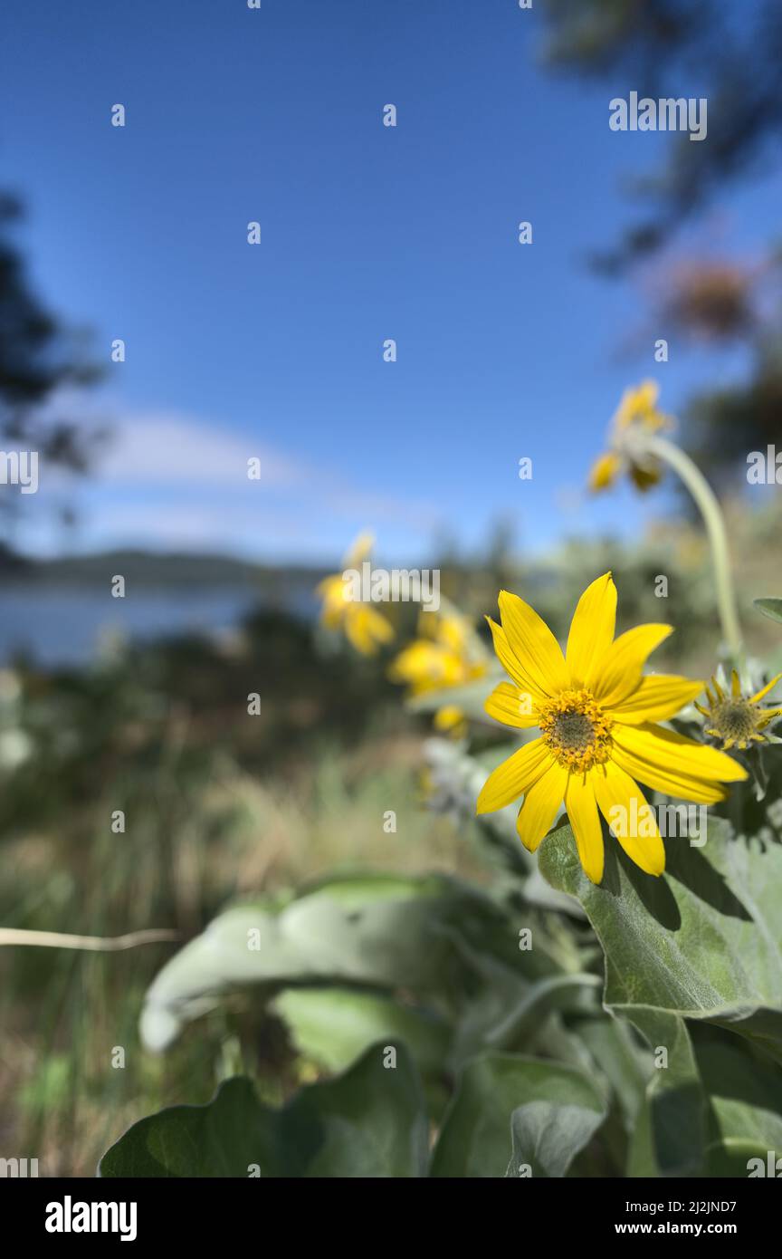 A macro image of a group of wild flowering arrowleaf balsamroot plants on a hillside near Lake Coeur d'Alene in Idaho. Stock Photo