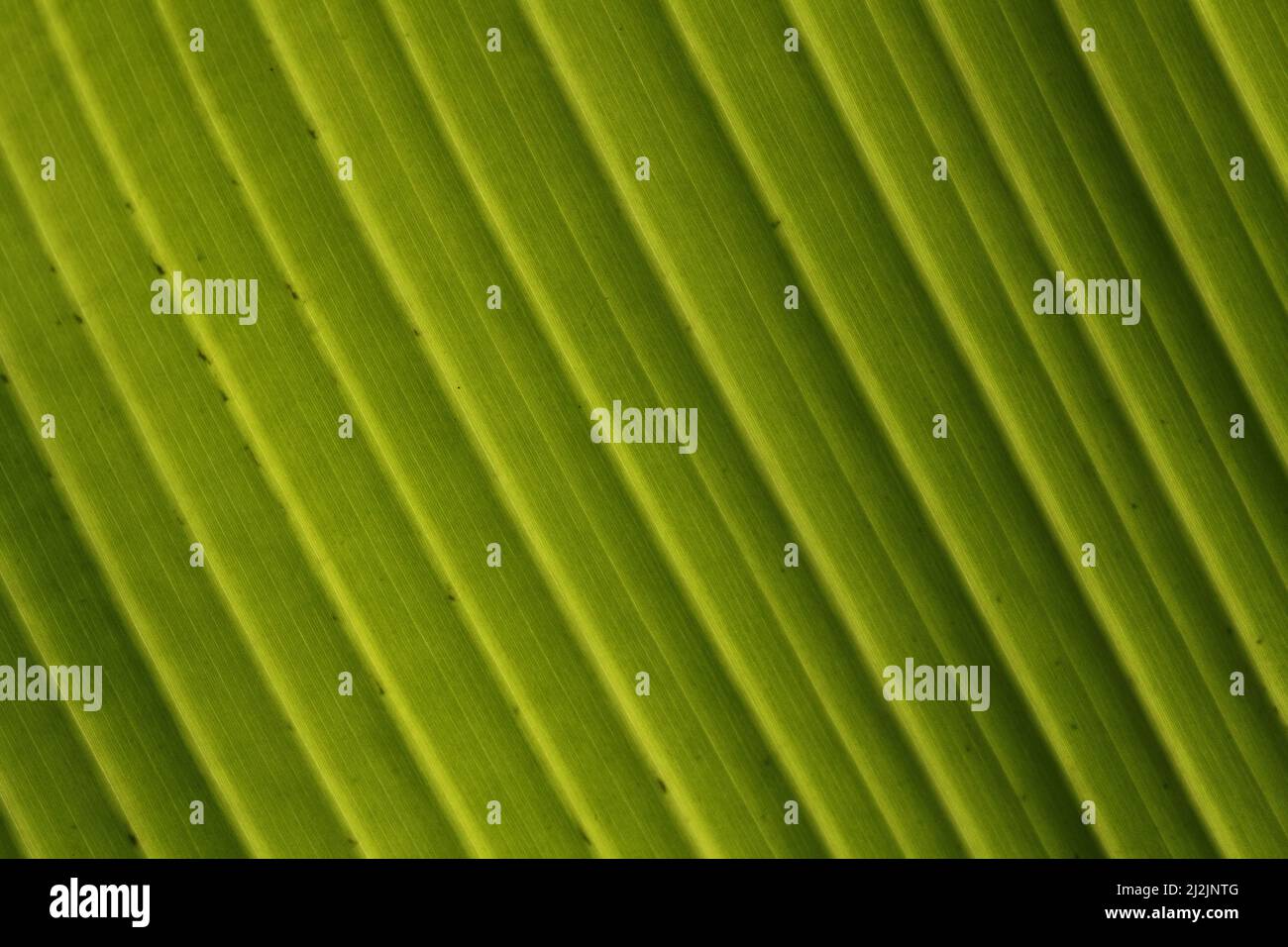 Detail of banana leaf (Musa acuminata x balbisiana), Tanzania Stock Photo