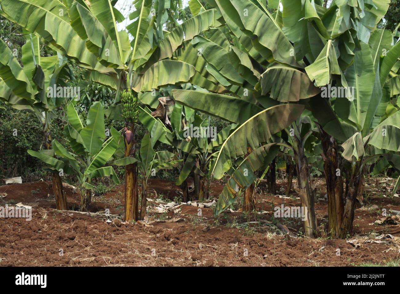Banana trees (Musa acuminata x balbisiana) near Marangu, Tanzania Stock Photo