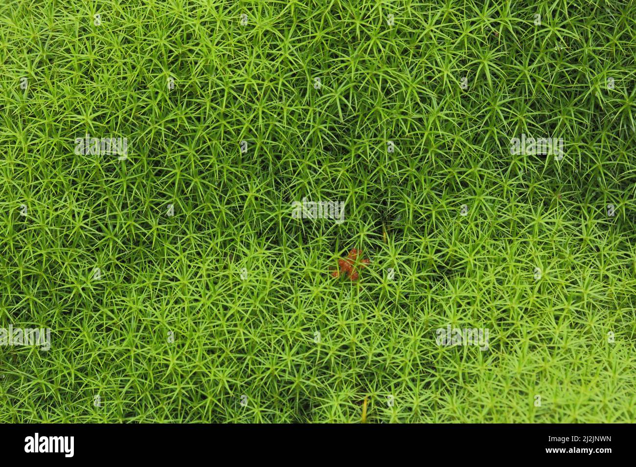 Beautiful Maidenhair Moss (Polytrichum formosum) in the Hoge Veluwe, The Netherlands Stock Photo