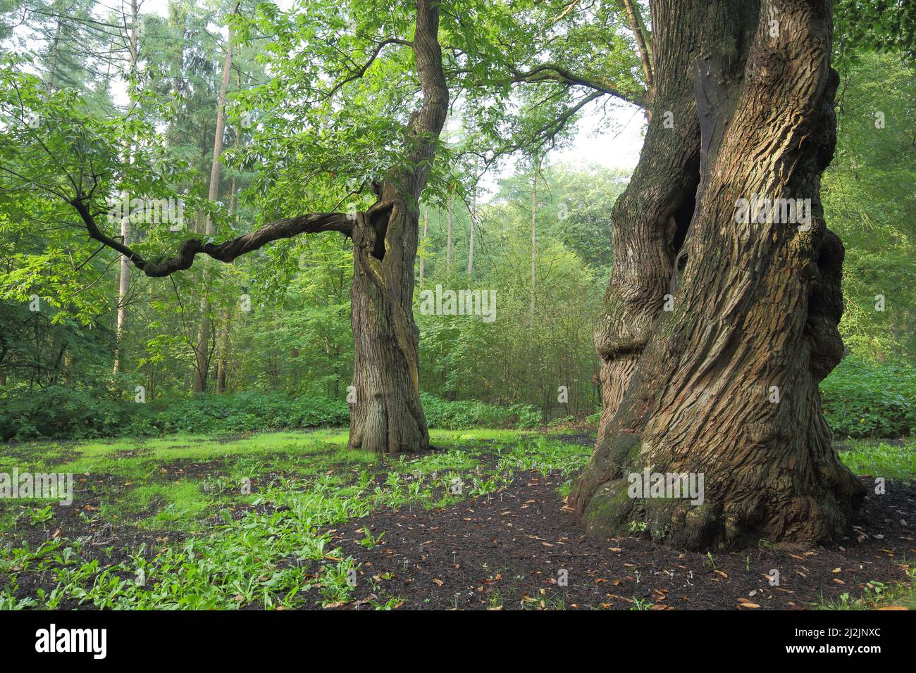 Two gnarled old chestnuts (Castanea sativa) in Arnhem, The Netherlands Stock Photo