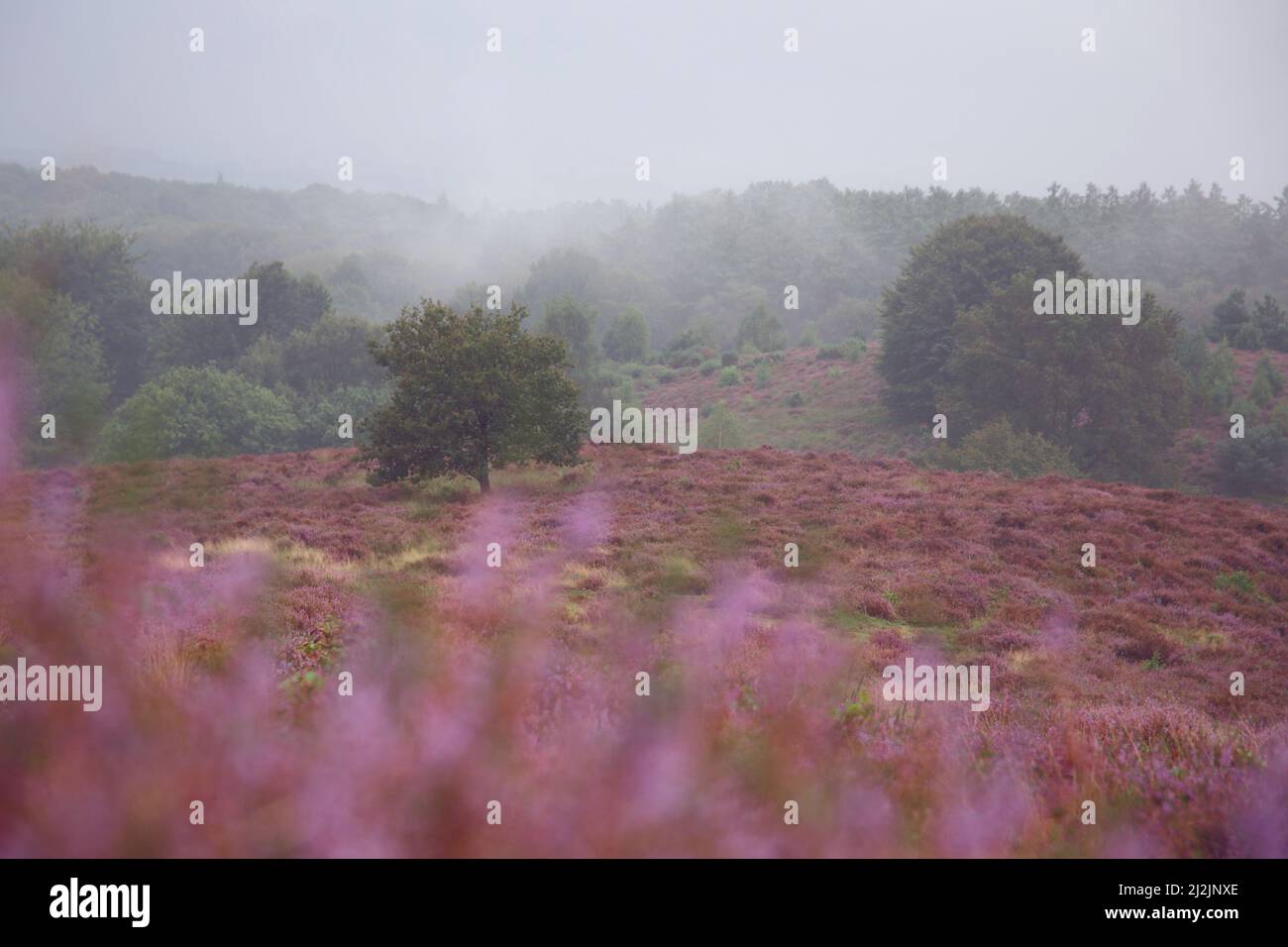 Heath landscape with wafts of fog in the Veluwezoom, Netherlands Stock Photo