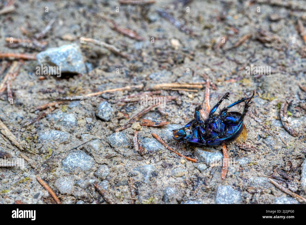 If you fall on your back on stony paths, it is difficult to get back on your feet. Blue metallic shiny beetle on gravel road lies on the back. Stock Photo
