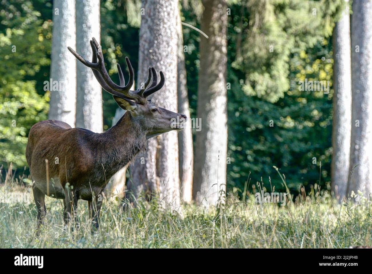 Red deer with raffia antlers got wind. In the red deer, the sensory organs are particularly sensitive. Stock Photo