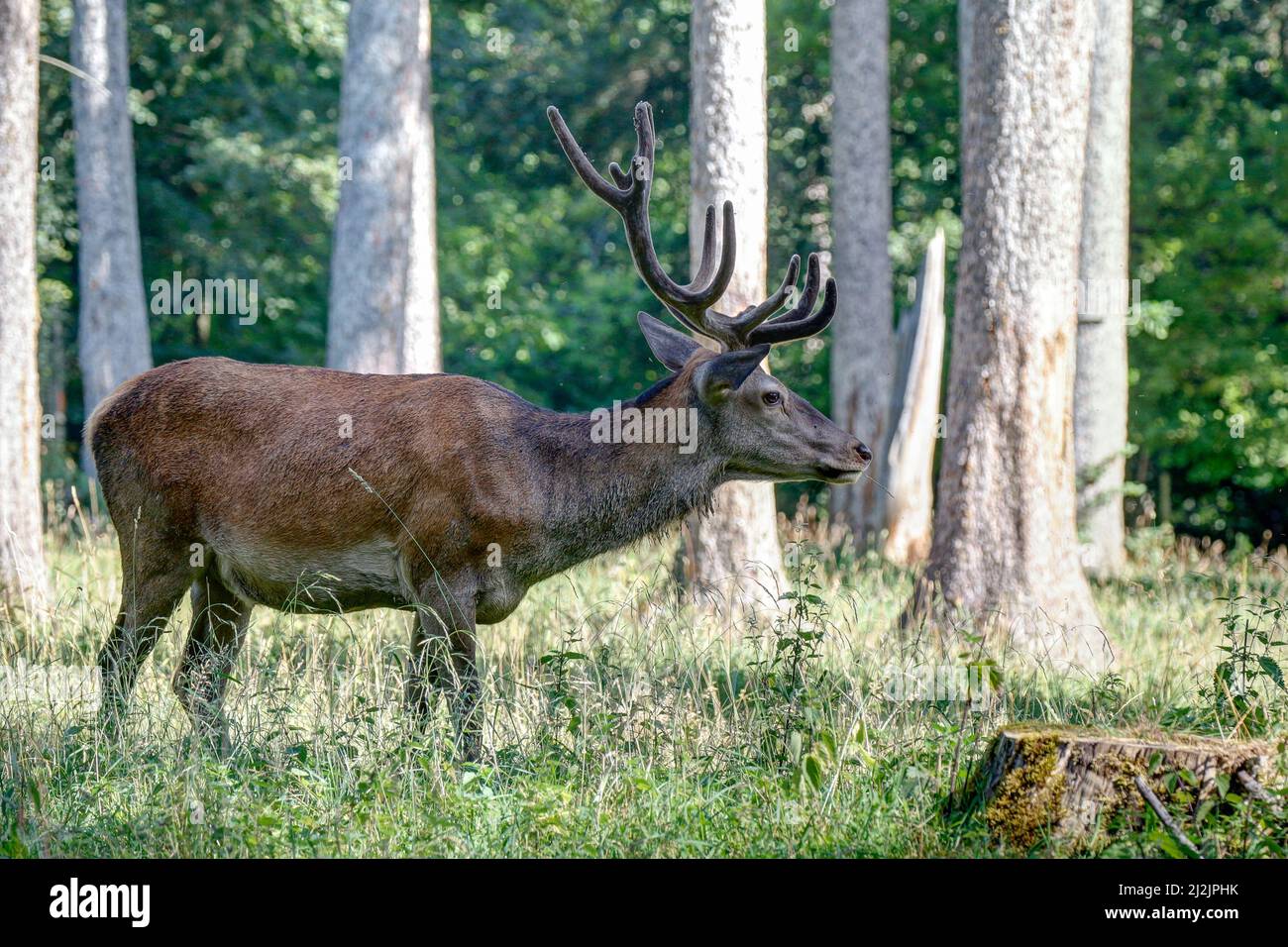 The king of the German forests.Capital red deer grazes in a forest clearing in the Black Forest Nature Park. Stock Photo