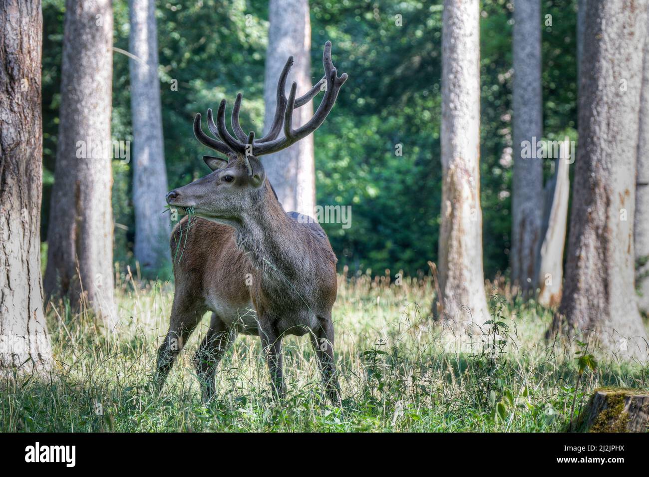 Red deer with bast antlers grazing in a forest meadow. Stock Photo
