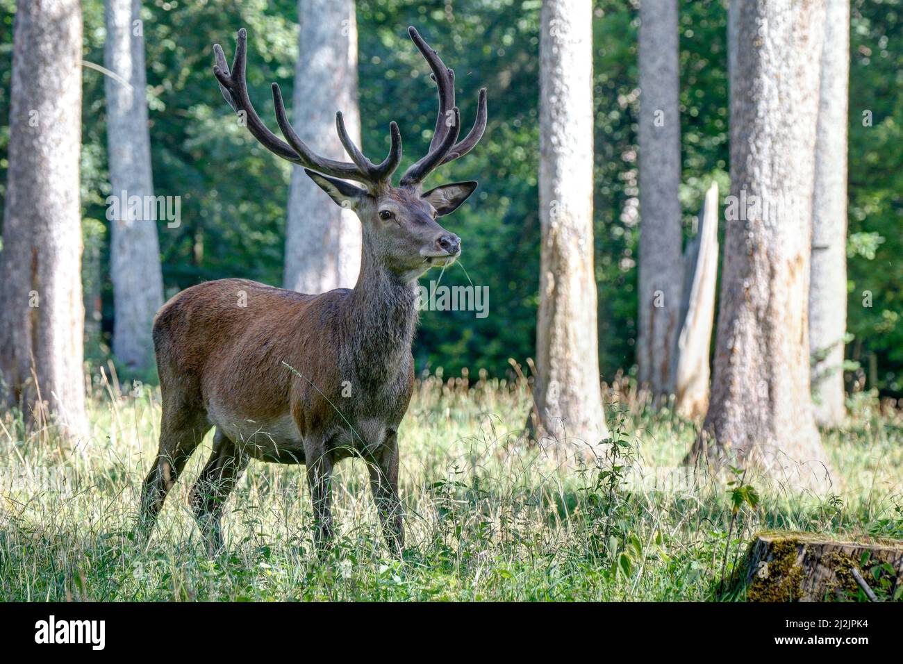 In the Black Forest Nature Park, a large red deer stands grazing in a forest clearing. Stock Photo
