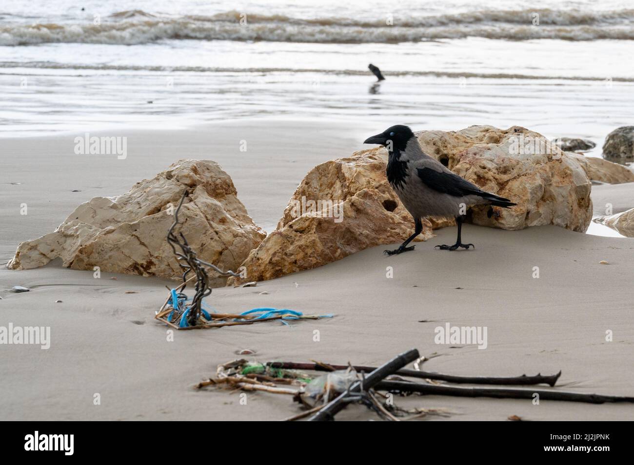 Rook bird stones hi-res stock photography and images - Alamy