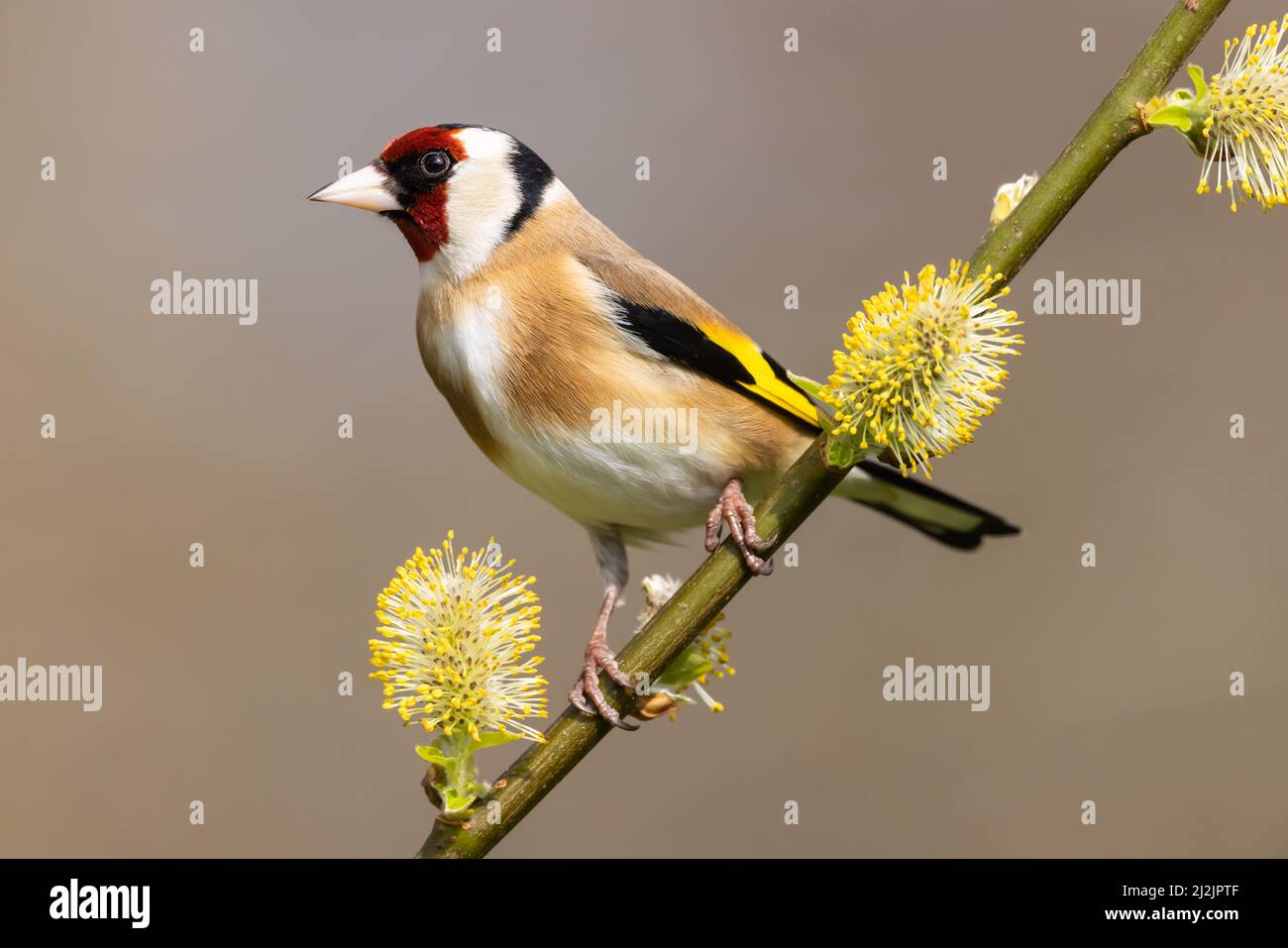 Goldfinch on a willow branch Stock Photo