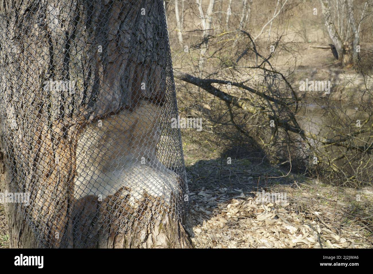 Damage to a tree in the wild park, caused by a beaver. Protection of the tree trunk against damage by rodent animals by covering it with a metal mesh. Stock Photo