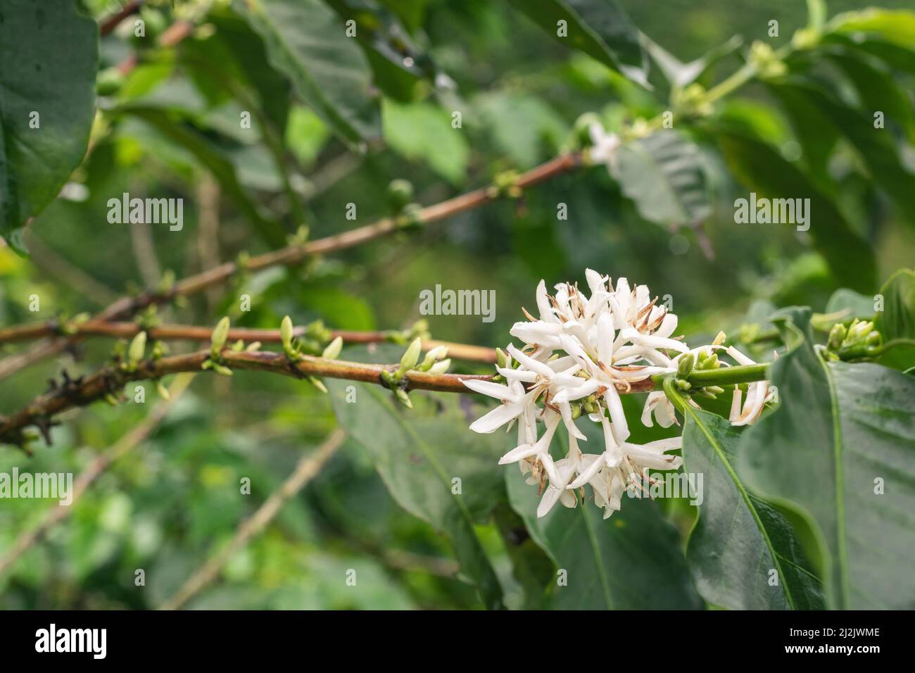 detail shot of the arabica coffee tree (Coffea arabica) flowering branches. located in the Colombian coffee region near the city of Pereira. Stock Photo