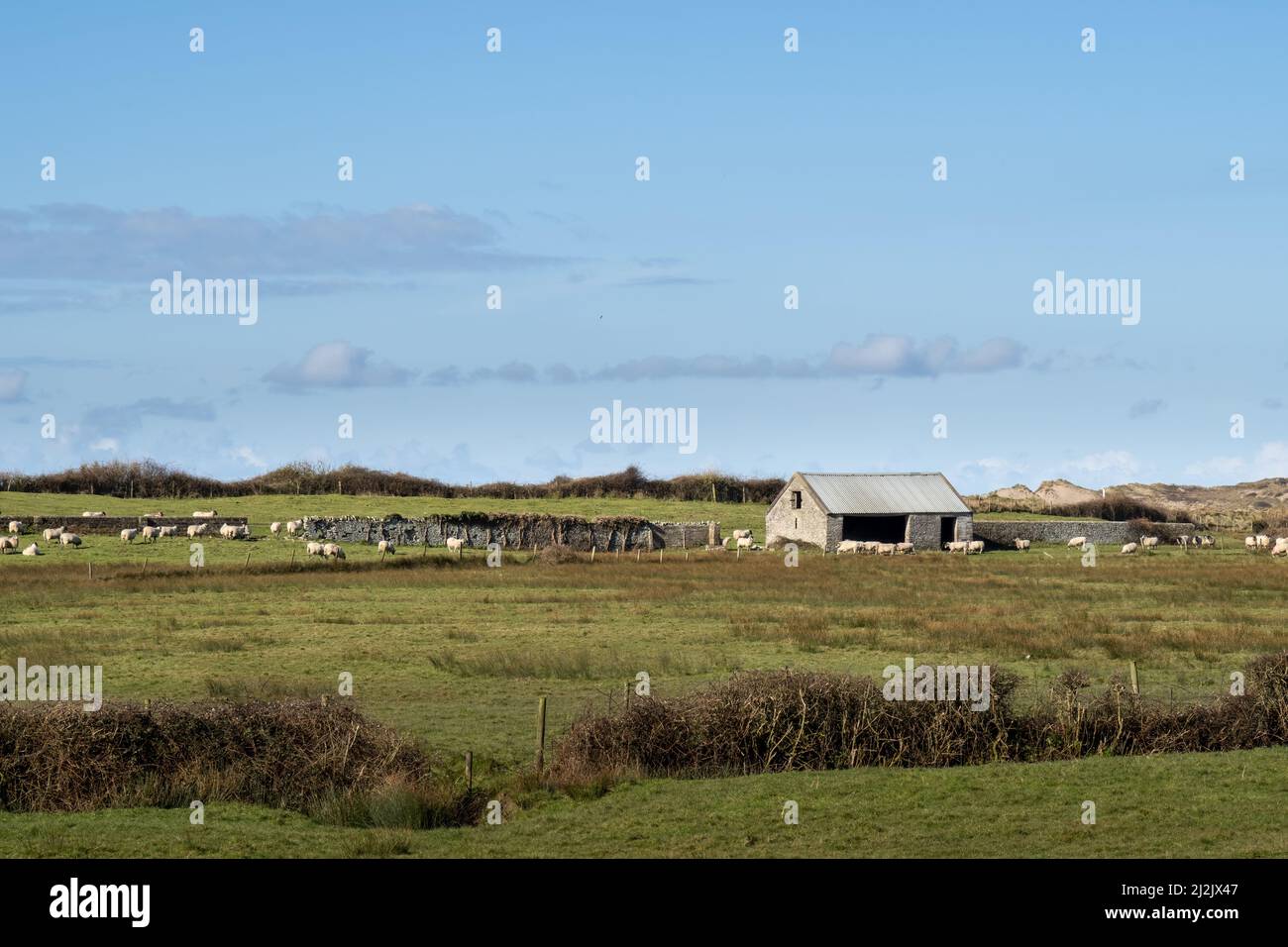 Rural England sheep farming in North Devon with old barn. Stock Photo