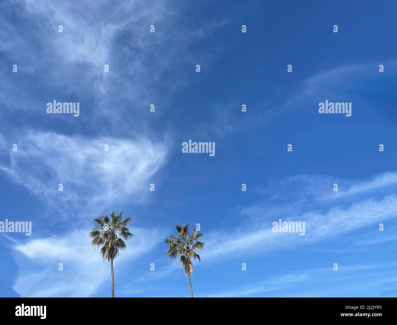 Two palm trees against a blue sky with wispy clouds, Los Angeles ...