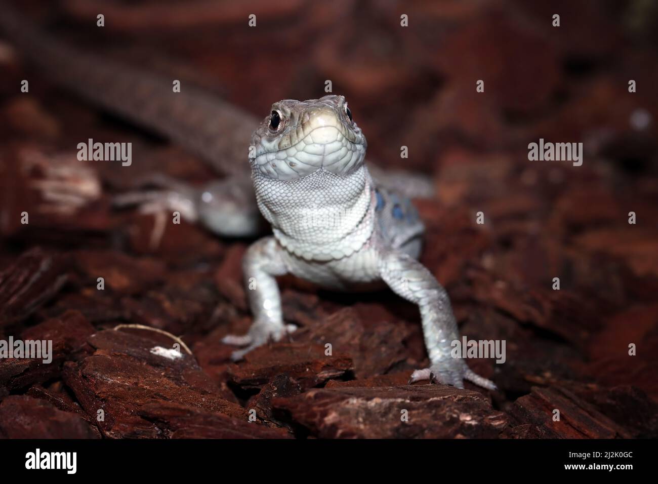 Close-up of a Jeweled lacerta lizard (timon lepidus), Indonesia Stock Photo