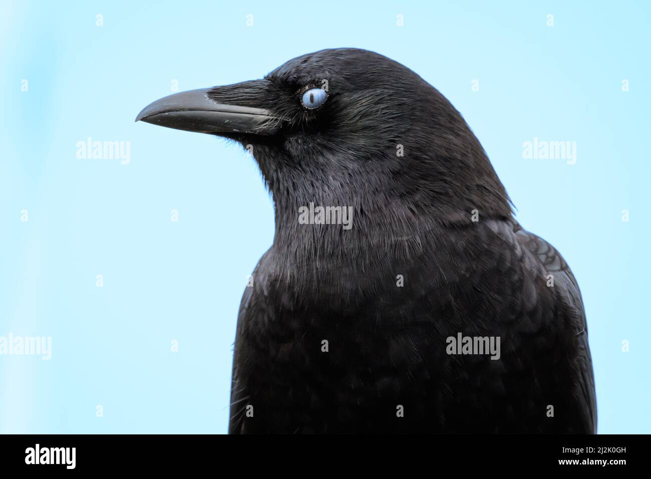 Close-up portrait of a common Raven, British Columbia, Canada Stock Photo