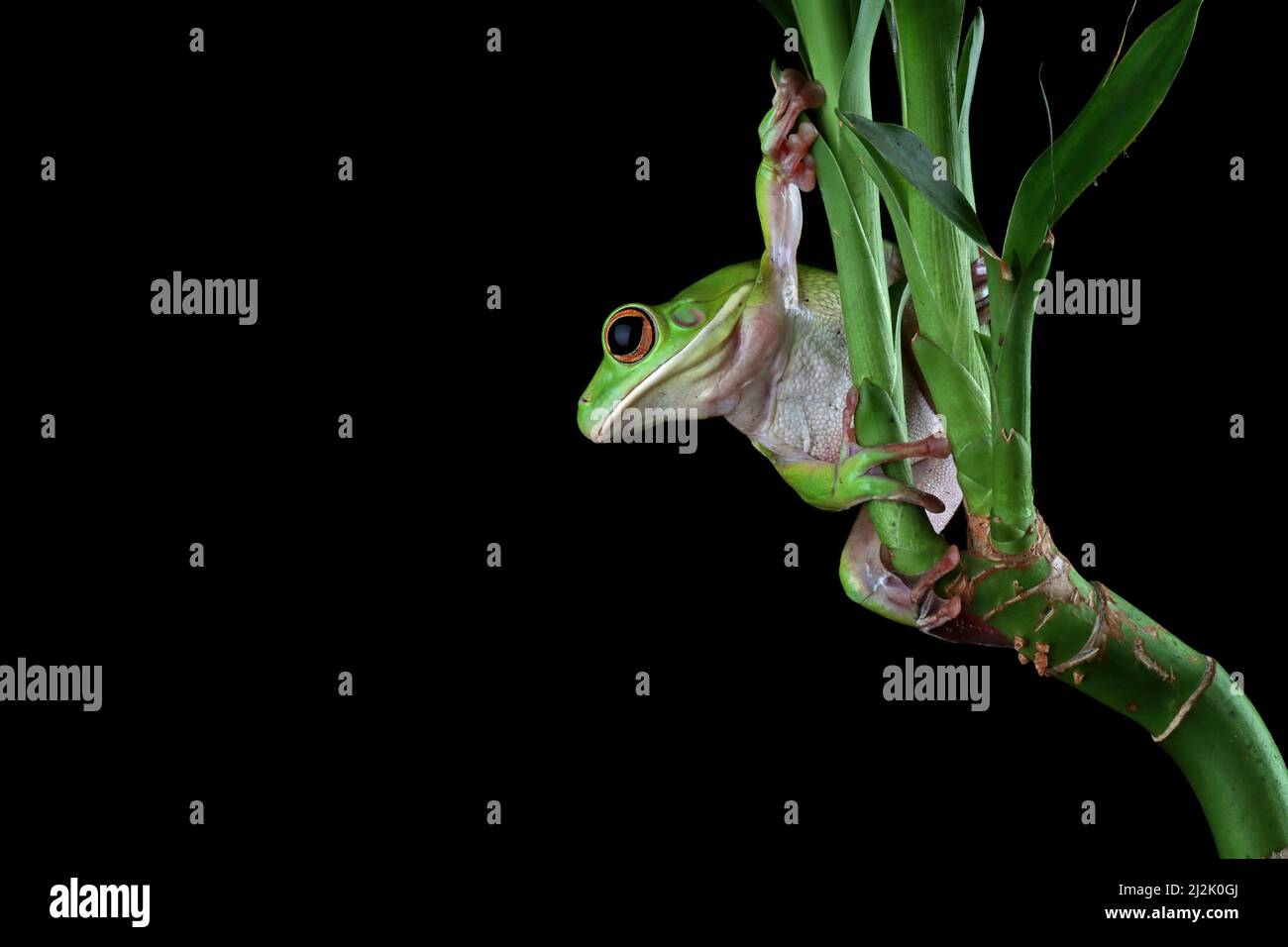 Close-Up of  a white-lipped tree frog (Litoria infrafrenata) on a plant, Indonesia Stock Photo
