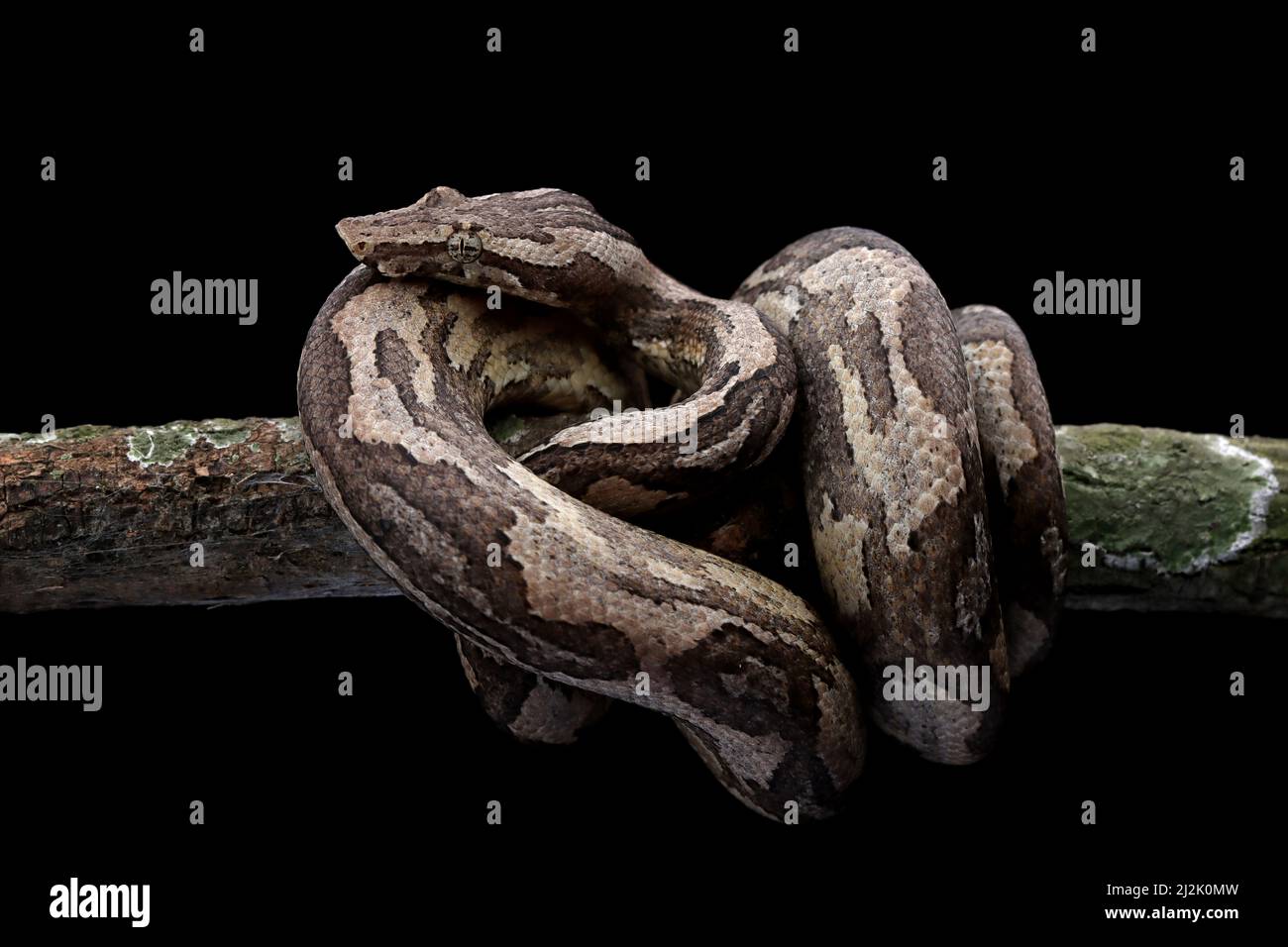 Close-up of a ground boa snake coiled in a ball around a tree branch, Indonesia Stock Photo