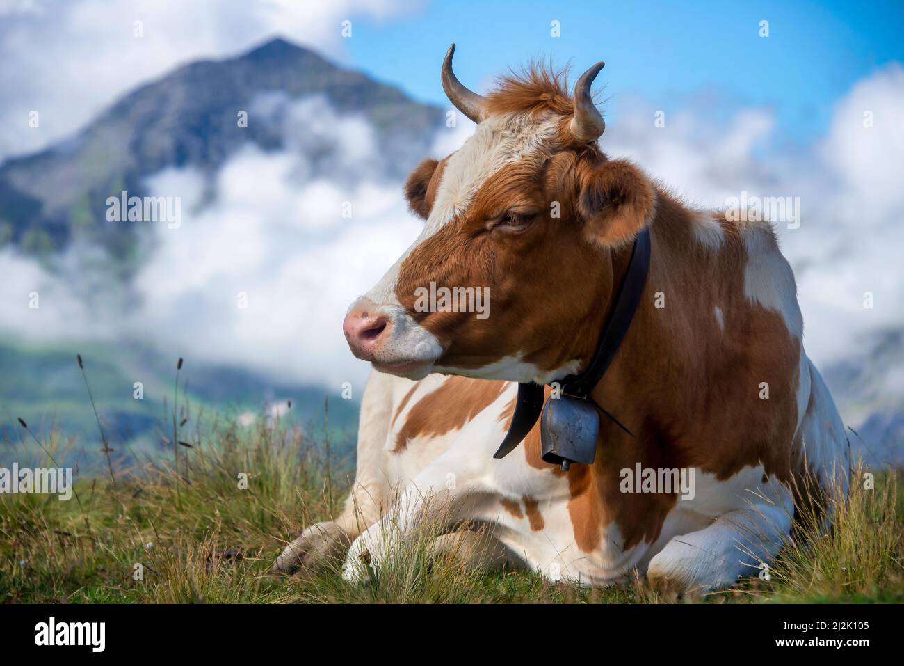 Close-up of a cow lying in an alpine meadow, Maennlichen, Berne ...
