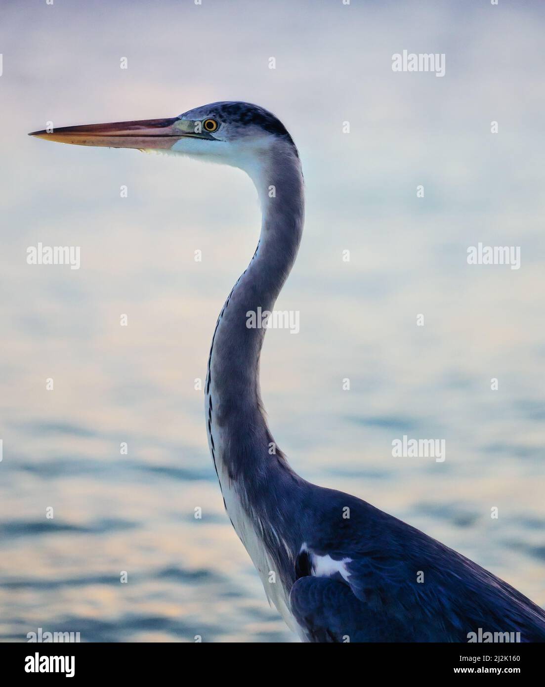 Portrait of a Blue Heron standing by the ocean, Maldives Stock Photo