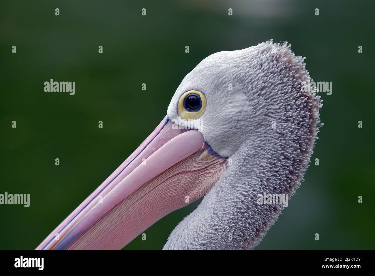 Close-up of an Australian pelican, Indonesia Stock Photo