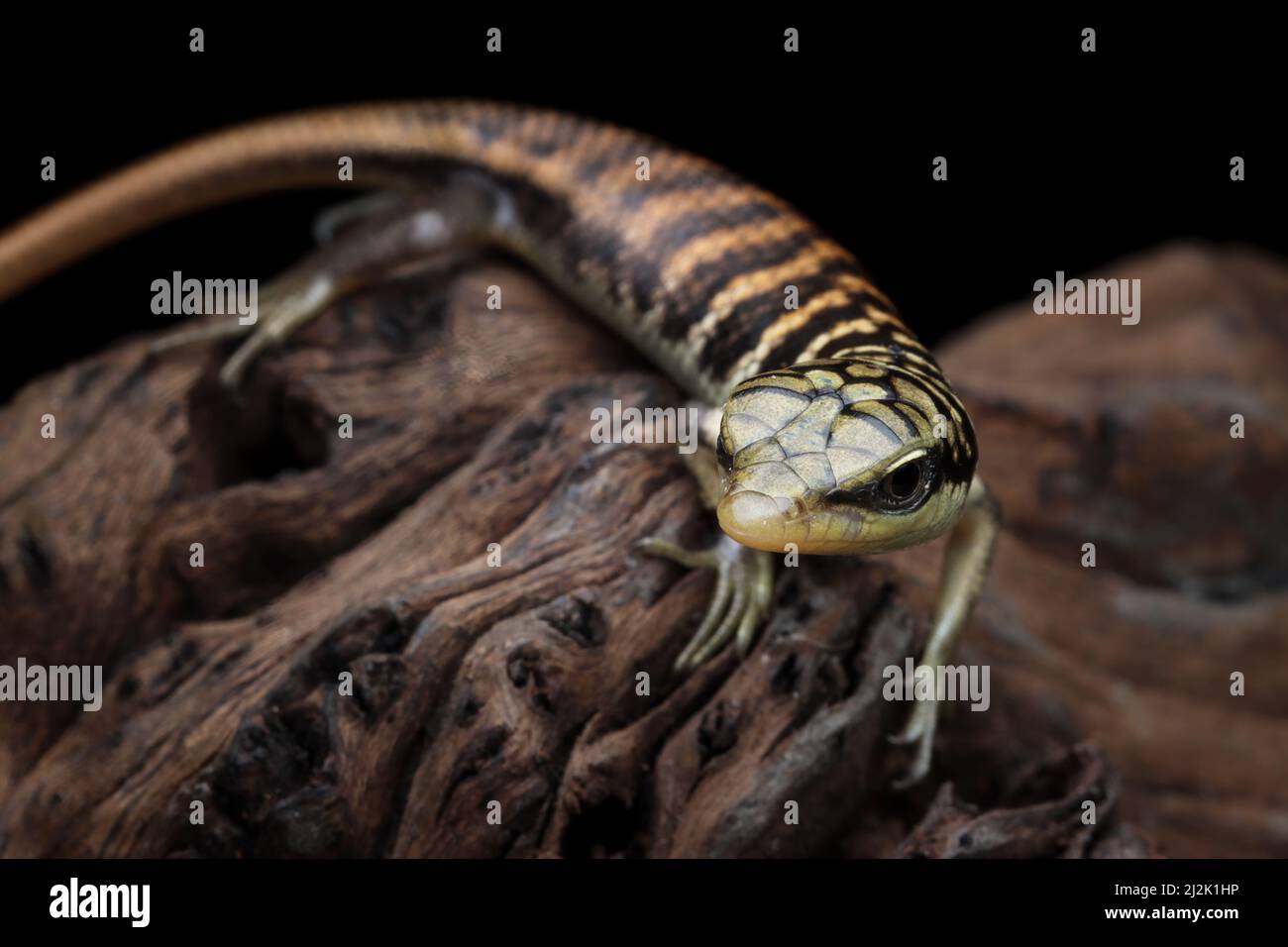 Close-up of a juvenile Olive tree skink (dasia olivacea) on wood, Indonesia Stock Photo