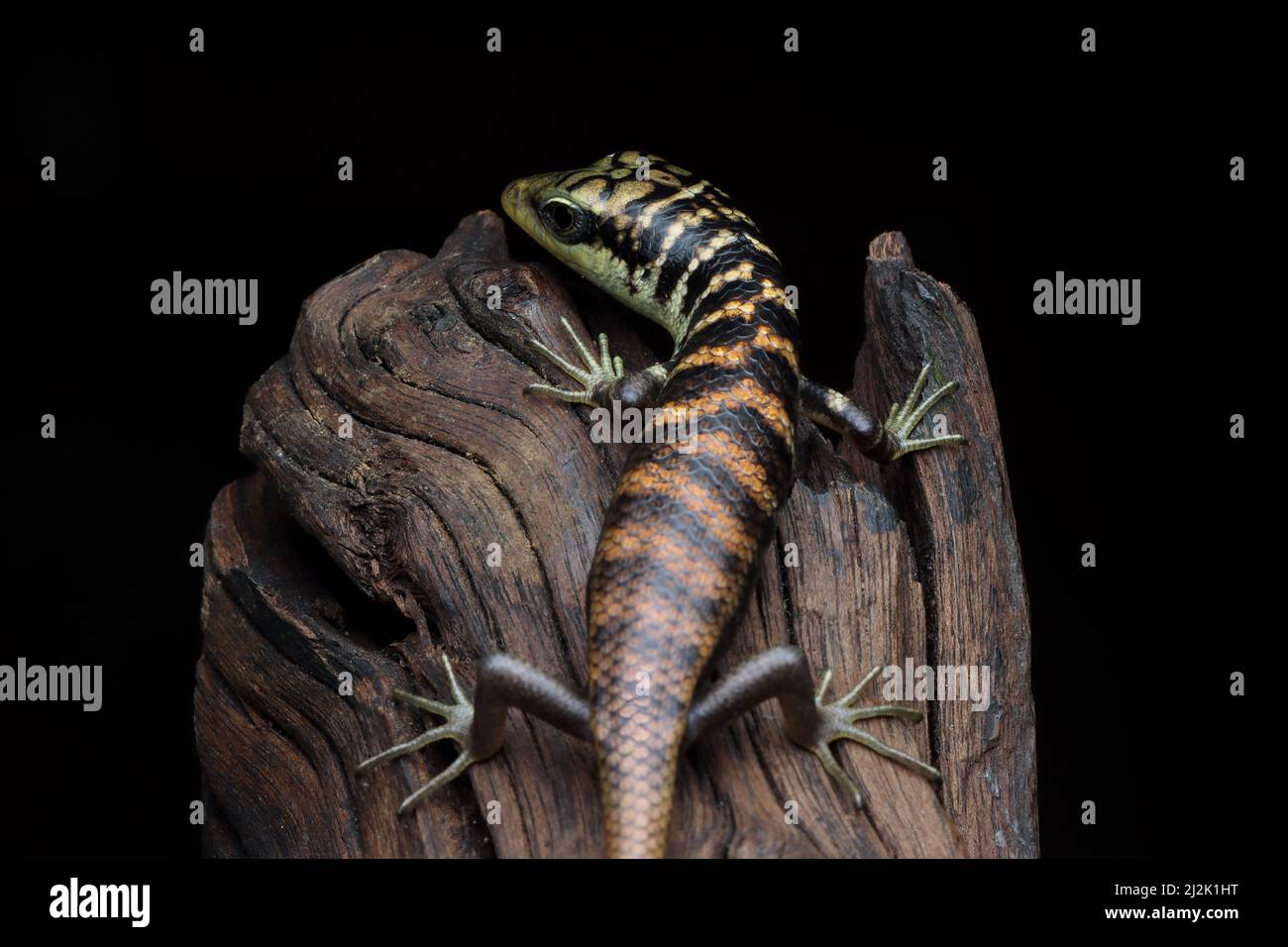 Close-up of a juvenile Olive tree skink (dasia olivacea) on wood, Indonesia Stock Photo