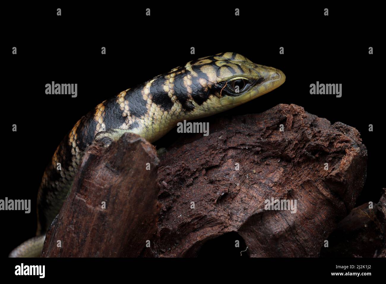 Close-up of a juvenile Olive tree skink (dasia olivacea) on wood, Indonesia Stock Photo