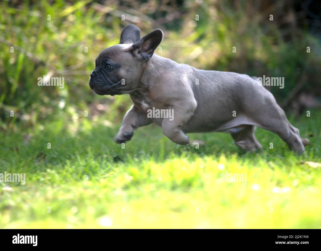 Beautiful happy healthy French bulldog puppy running outside on a sunny day in the garden sidewards  view   copy space to left and bottom Stock Photo