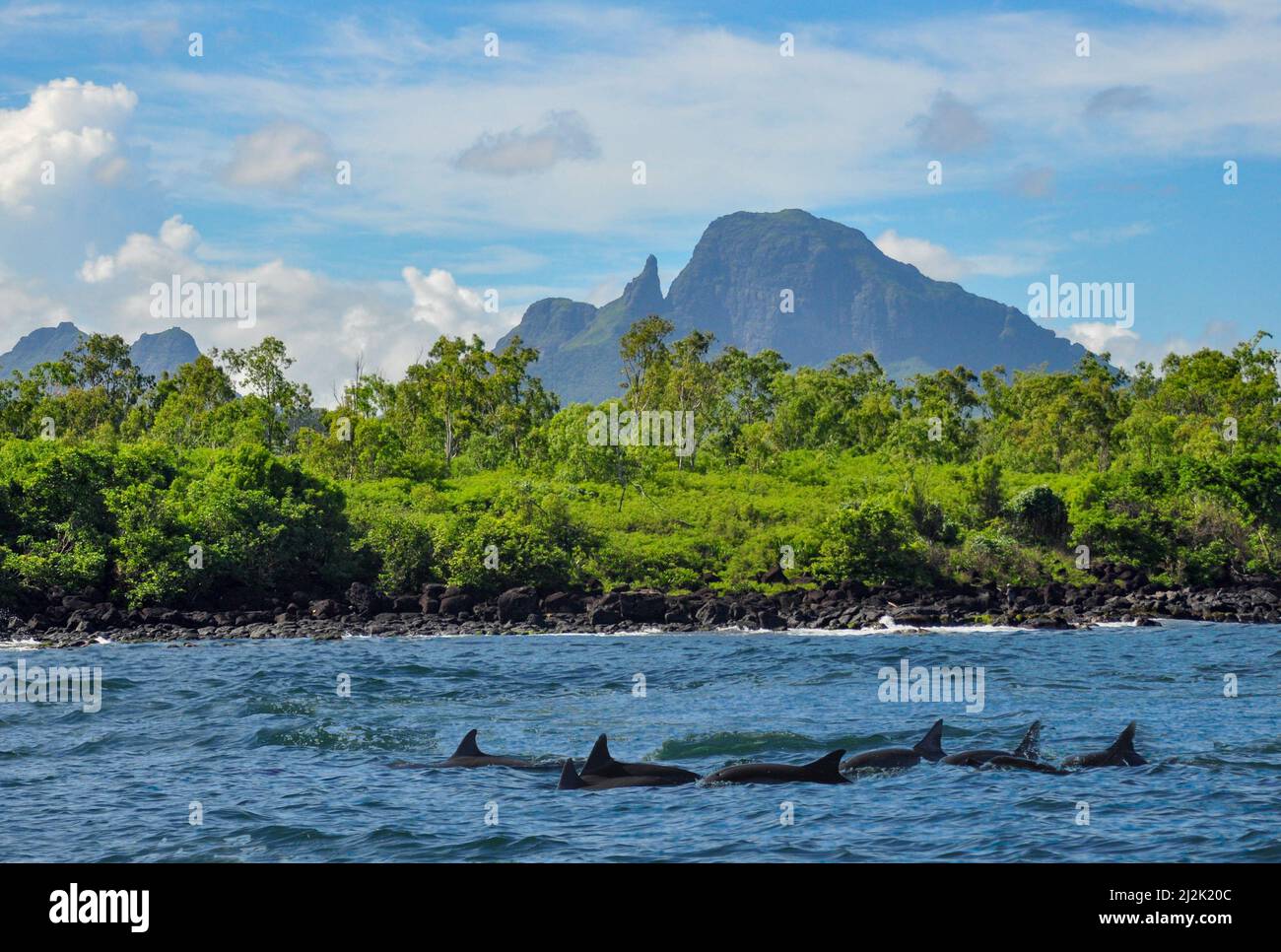 Pod of dolphins swimming along coastline, Mauritius Stock Photo