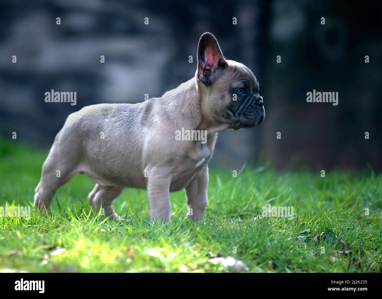 Alert funny fawn french bulldog puppy  stood sideways on in a garden on a sunny summers day  copy space to the right Stock Photo