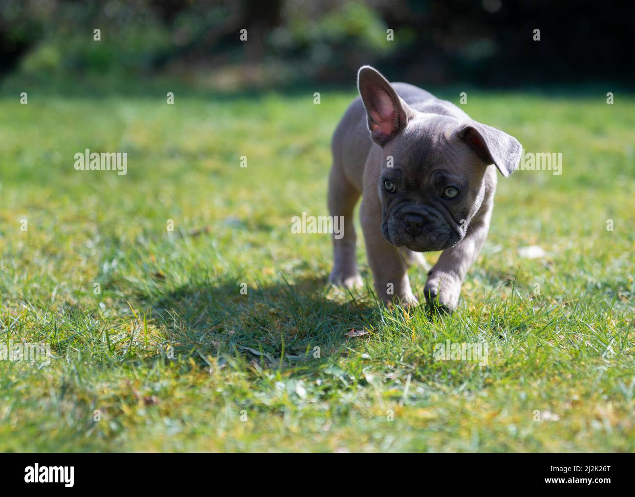 Young French bulldog puppy exploring the garden outside on a summers day walking on grass with plants in the background, opy space to left Stock Photo