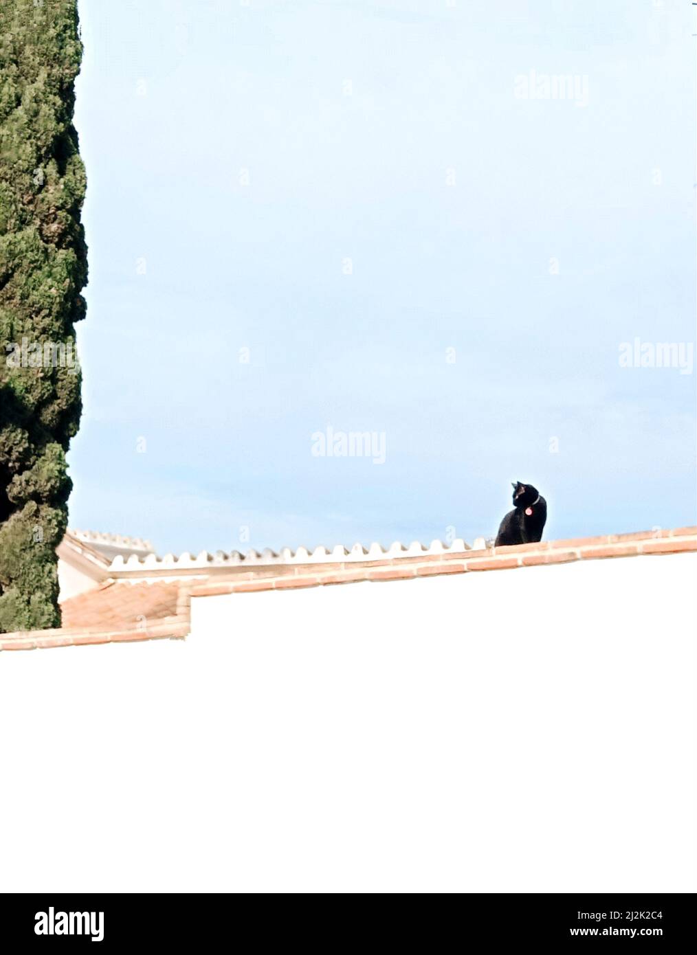Black cat sitting on a roof, Malaga, Spain Stock Photo - Alamy