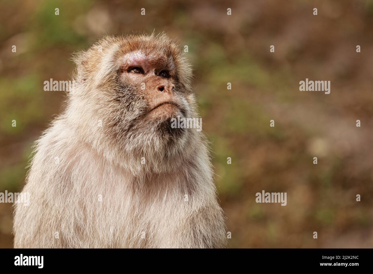 portrait of adult macaque in tropical nature park. Cheeky monkey in the