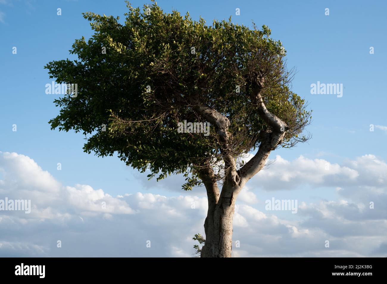 Lonely tree among white hi-res stock photography and images - Alamy