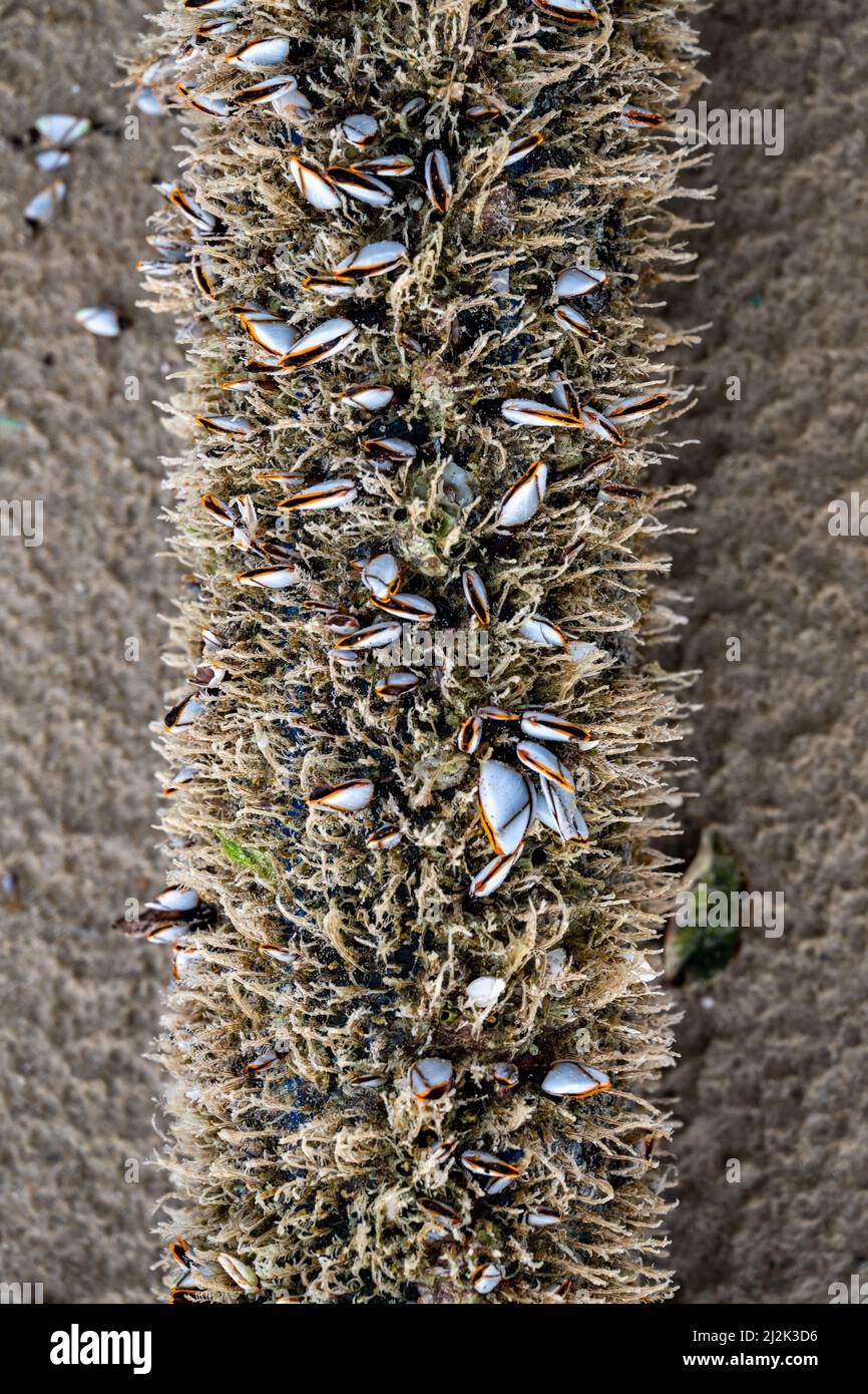 The shell named goose barnacles or gooseneck barnacle Lepas anserifera Linnea is commonly seen at the surface of driftwood on the seashore of pacific Stock Photo